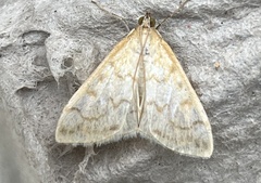 Hahncappsia pergilvalis