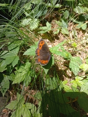 Erebia ligea
