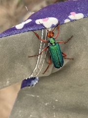 Eupompha fissiceps