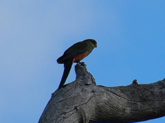 Platycercus icterotis icterotis