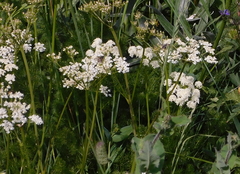 Meum athamanticum