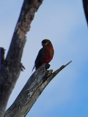 Platycercus icterotis icterotis