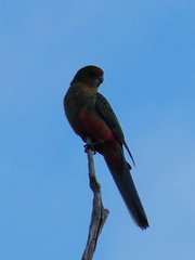 Platycercus icterotis icterotis