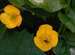 Ranunculus lingua
