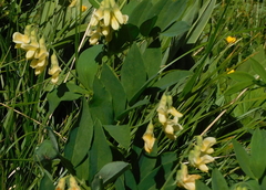 Lathyrus laevigatus