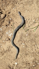 Dermophis mexicanus