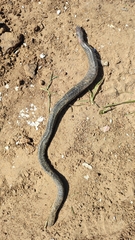 Dermophis mexicanus