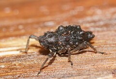 Poropterus conifer