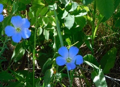 Linum alpinum