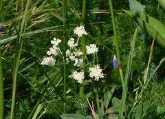 Meum athamanticum