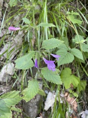 Clinopodium grandiflorum