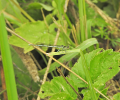 Platycnemis pennipes