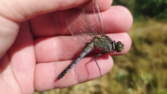 Orthetrum cancellatum