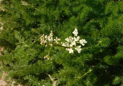 Meum athamanticum