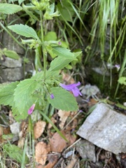 Clinopodium grandiflorum