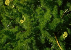 Meum athamanticum