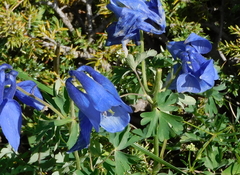 Aquilegia alpina