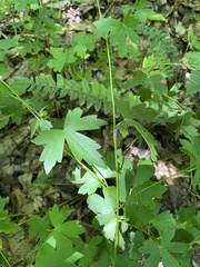 Aconitum uncinatum