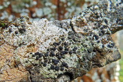 Amandinea