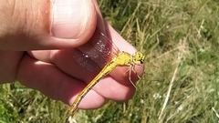 Sympetrum meridionale