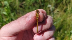 Sympetrum meridionale