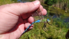 Anax imperator
