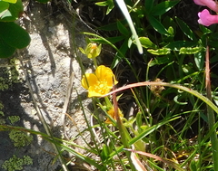 Ranunculus montanus