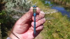 Anax imperator