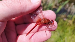 Crocothemis erythraea