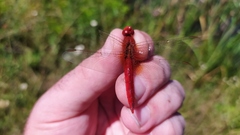 Crocothemis erythraea