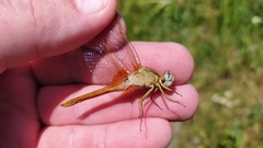 Crocothemis erythraea