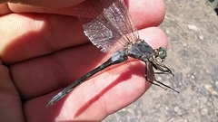 Orthetrum coerulescens anceps