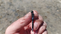 Orthetrum coerulescens anceps