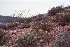 Erythrostemon placidus