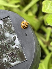 Harmonia axyridis