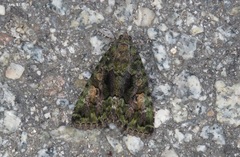 Xylenini