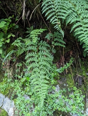 Athyrium anisopterum