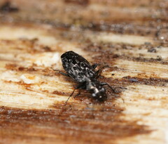 Scopodes tasmanicus