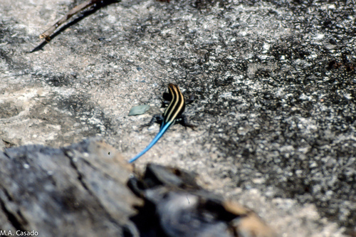 Rainbow Skink