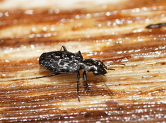 Scopodes tasmanicus