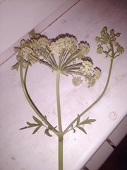 Cnidium