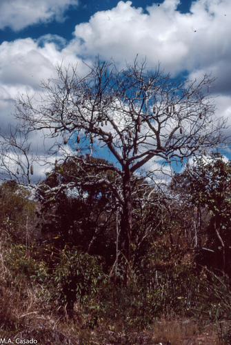 Sausage tree