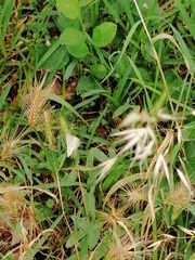 Achyra nudalis