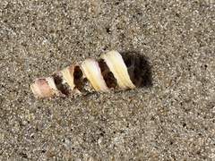 Turritellinella tricarinata