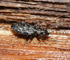 Scopodes tasmanicus