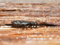 Scopodes tasmanicus