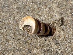 Turritellinella tricarinata