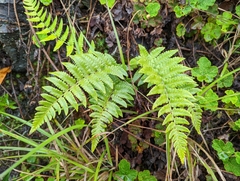 Dryopteris costalisora
