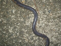 Oscaecilia ochrocephala
