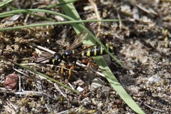 Cerceris arenaria